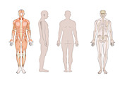 Male anatomy, illustration