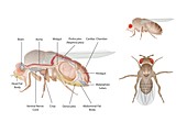 Fruit fly anatomy, illustration