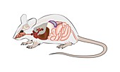 Mouse anatomy, illustration