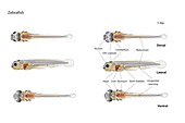 Zebrafish larva anatomy, illustration