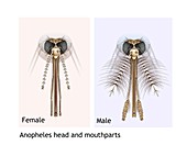 Anopheles mosquito male and female head, illustration