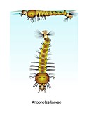Anopheles mosquito larvae, illustration