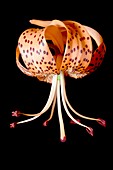 Flower of Tiger lily, Lilium lancifolium