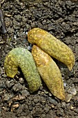 Yellow slugs, Limacus flavus