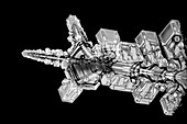 Ice crystals, light micrograph