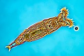 Rotifer, light micrograph