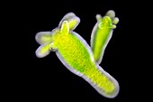 Green hydra, light micrograph