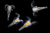 Brine shrimp, light micrograph