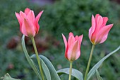 Tulipa kaufmanniana 'Fashion' flowers