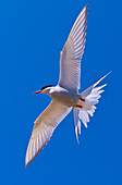 Arctic tern