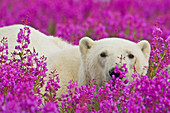 Polar bear in fireweed