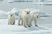Mother polar bear with cubs