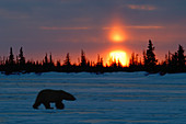 Polar bear at sunset