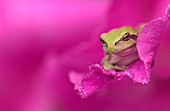 Tree frog in a flower