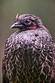 Dusky-legged guan