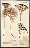 Schizaea dichotoma fern specimen