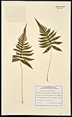 Phegopteris polypodioides fern specimen