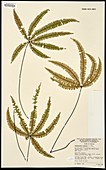 Adiantopsis radiata fern specimen