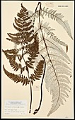 Pityrogramma calomelanos fern specimen