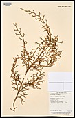 Lycopodium cernuum fern specimen