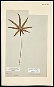 Adiantopsis radiata fern specimen