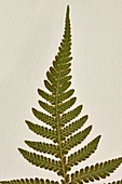 Pteridophyta poloniae Exsiccata fern specimen