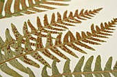 Polypodium vulgare fern specimen