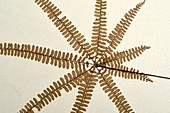 Adiantopsis radiata fern specimen