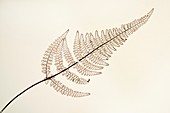 Pityrogramma calomelanos fern specimen