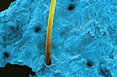 Tattoo needle punctures in skin, SEM