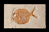 Gyrodus frontatus fossil fish