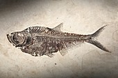Diplomystus dentus fossil fish