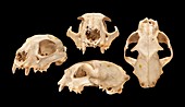 Eurasian lynx skull