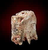 Woolly rhinoceros tooth