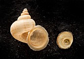 Chrondropometes land snail shells