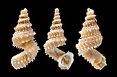 Xenopoma land snail shells