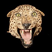 Taxidermy leopard head