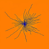 Astrocyte spinal cord cell, illustration
