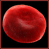 Red blood cell, illustration