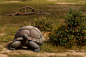 Prehistoric giant tortoise, illustration