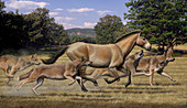 Prehistoric wolves chasing horse, illustration