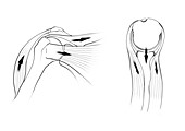 Shoulder joint biomechanics, illustration