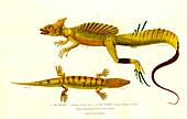 Basilisk and skink lizards, 19th century