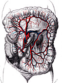 Intestines and lower mesenteric artery, 1867 illustration