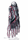 Arteries of the sole of the foot, 1867 illustration
