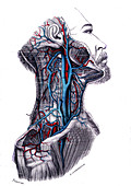 Veins of the neck, 1867 illustration