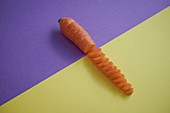 Carrot against duotone background