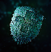 Bacteria shield with cross, illustration