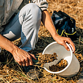 Soil scientist taking soil sample