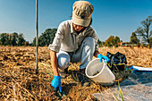Soil scientist taking soil sample